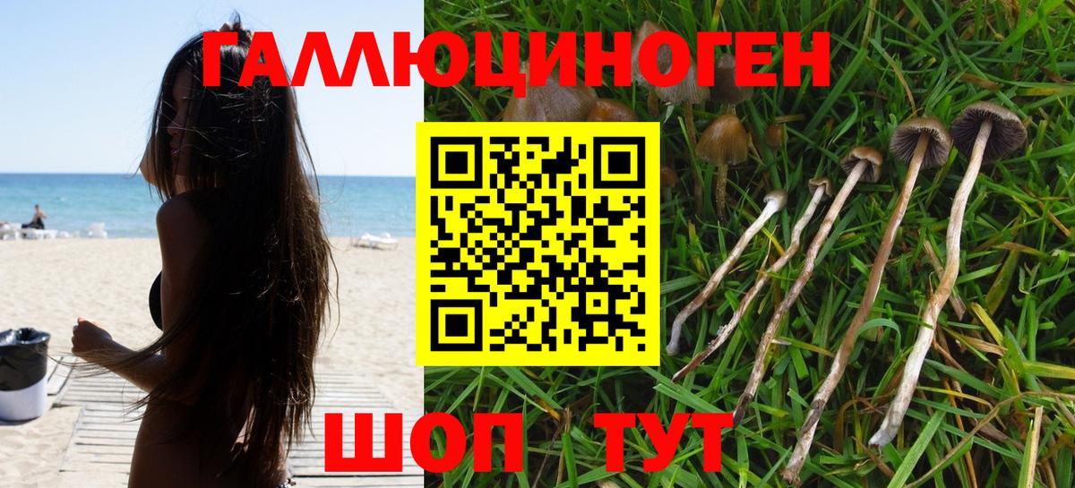 Каменка  Галлюциногенные грибы GOLDEN TEACHER  Вход с VPN 